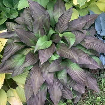 Hosta 'First Blush' PP28920