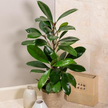 Ficus cyathistipula 'Cling-On®' 