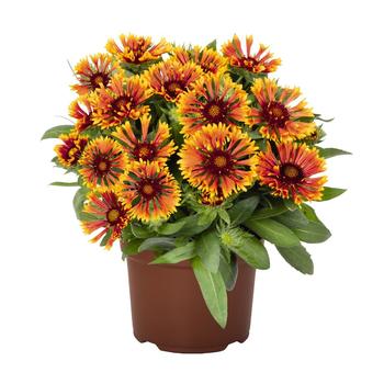 Gaillardia 'Mariachi Copper Sun' PPAF