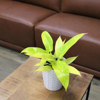Philodendron 'Calkins Gold' 
