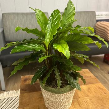 Calathea rufibarba Color Full® 'Soft Kitty™'