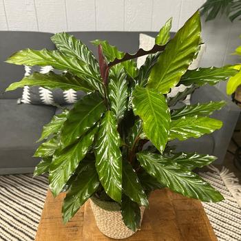 Calathea rufibarba 'Elger' 