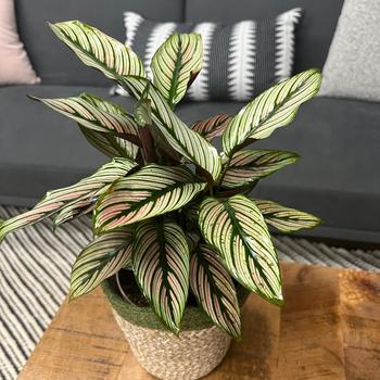 Calathea majestica 'Diamond Dazzler™'