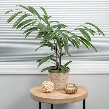 Ficus maclellandii 'Amstel King' 