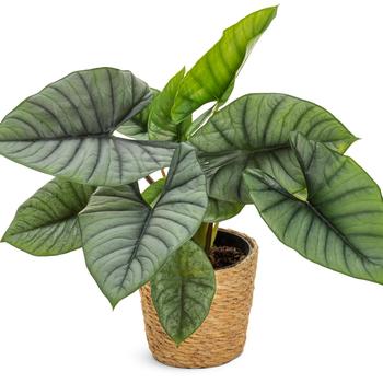 Alocasia Mythic™ 'Quicksilver™'