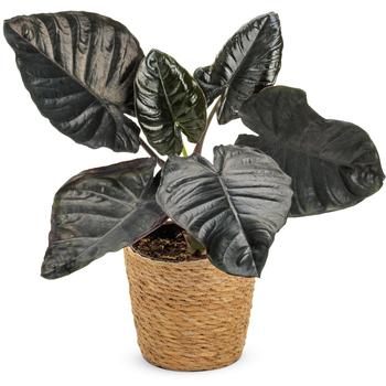 Alocasia Mythic™ 'Black Tie™'