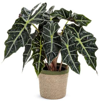 Alocasia amazonica Mythic™ 'Nessie'