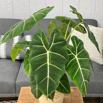 Alocasia Mythic™ 'Frydek'