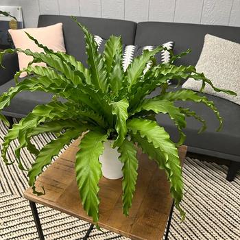 Asplenium antiquum Living Lace™ 'Victoria'