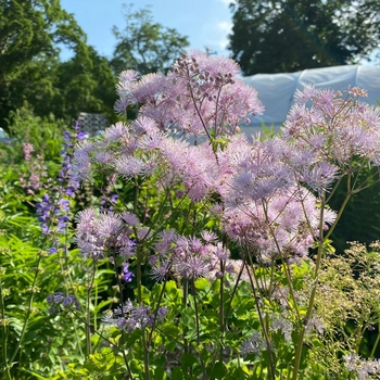 Thalictrum aquilegifolium