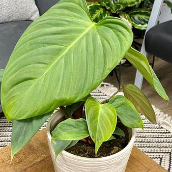 Philodendron nangaritense 'Fozzie' 