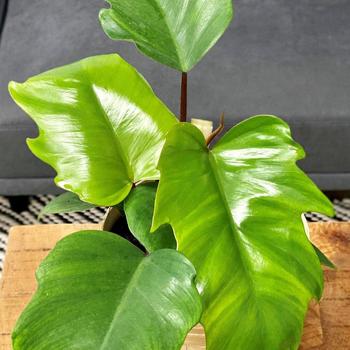 Philodendron mayoi 'Mayoi' 