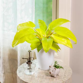 Philodendron 'Lemon Lime' 