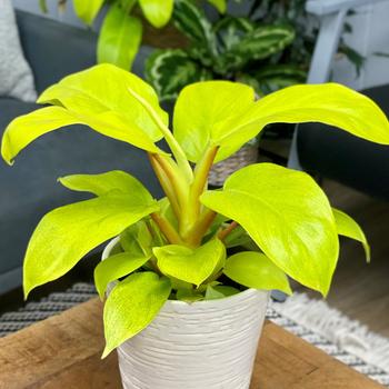 Philodendron 'Imperial Gold' 