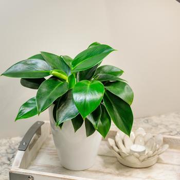 Philodendron 'Green Princess' 