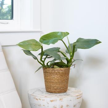 Philodendron hastatum