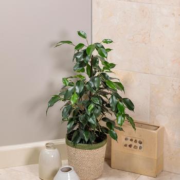 Ficus benjamina Cling-On® 'Danielle'