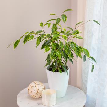Ficus benjamina Cling-On® 'Anastasia'