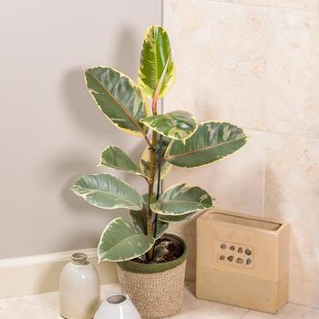 Ficus elastica 'Tineke' 