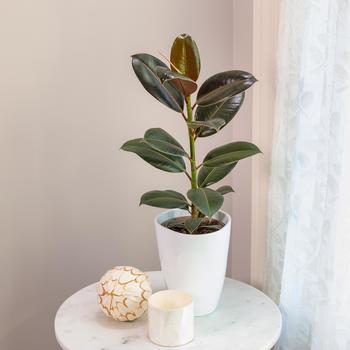 Ficus elastica 'Melany' 