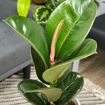 Ficus elastica Chroma® 'Chloe'