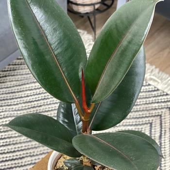 Ficus elastica 'Burgundy' 