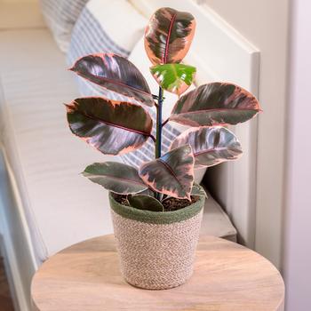 Ficus elastica Chroma® 'Belize'