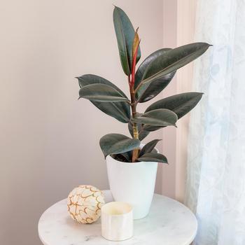 Ficus elastica 'Abidjan' 