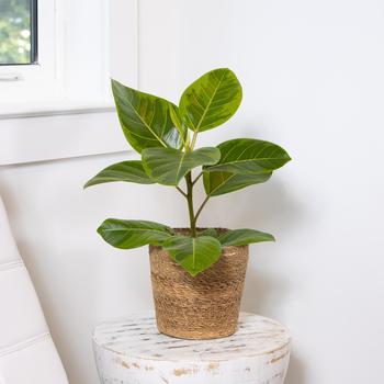 Ficus altissima Cling-On® 'Yellow Gem'
