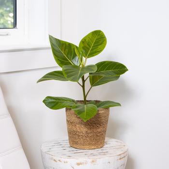 Ficus altissima 'Yellow Gem' 