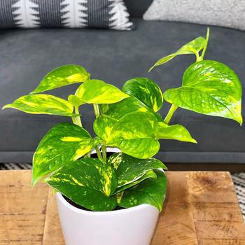 Epipremnum aureum Beautifall® 'Summer Nights'