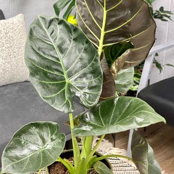 Alocasia 'Regal Shields'