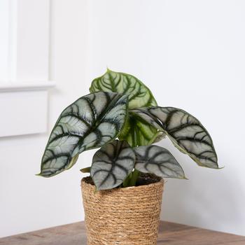 Alocasia baginda 'Silver Dragon' 