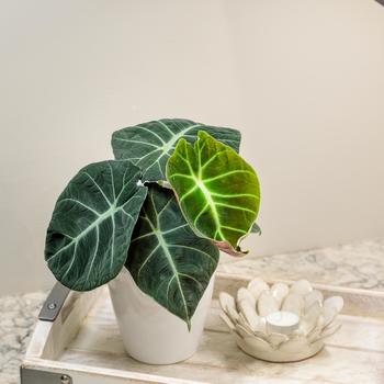 Alocasia reginula 'Black Velvet' 