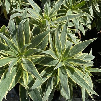 Echium candicans 'Star Of Madeira' 