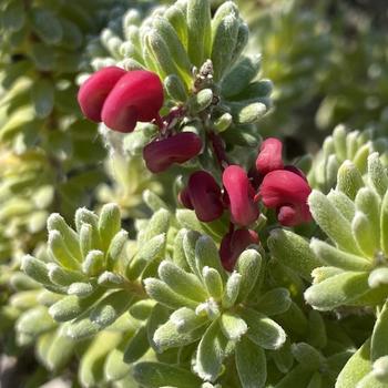 Grevillea lanigera 'Mount Tamboritha' 