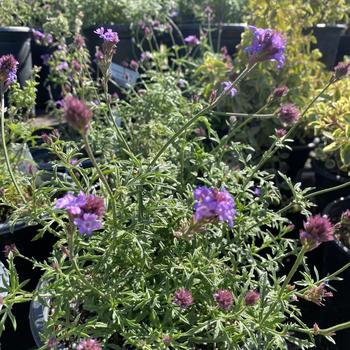 Verbena lilacina 'De La Mina' 