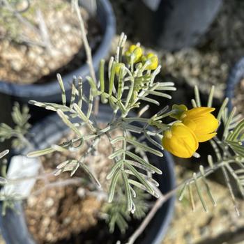 Cassia (Senna) phyllodinea