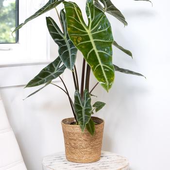 Alocasia longiloba 