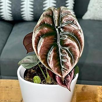 Alocasia cuprea Mythic™ 'Red Secret'