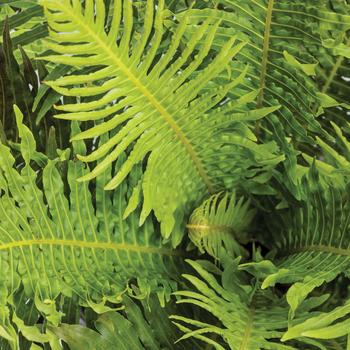 Blechnum gibbum 'Silver Lady' 