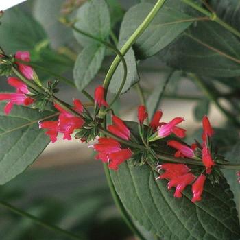 Salvia chiapensis