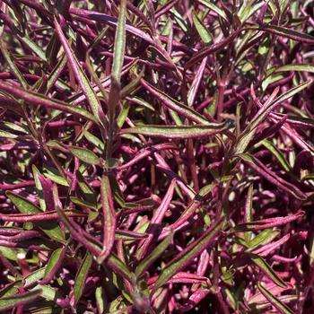 Alternanthera 'Purple Threadleaf' 