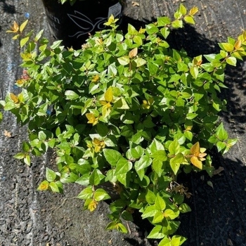 Abelia x grandiflora 'Gretol' PPAF