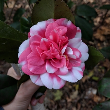 Camellia japonica 'Governor Mouton' 