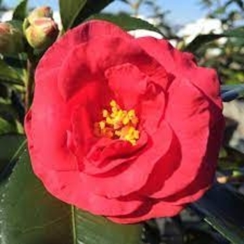 Camellia sasanqua 'TDN 1116' PP14213