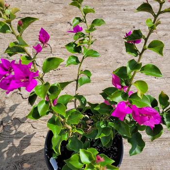 Bougainvillea spectabilis