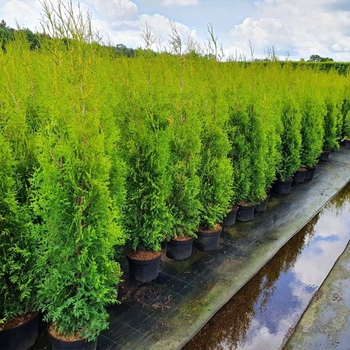 Thuja occidentalis 'King of Brabant' 