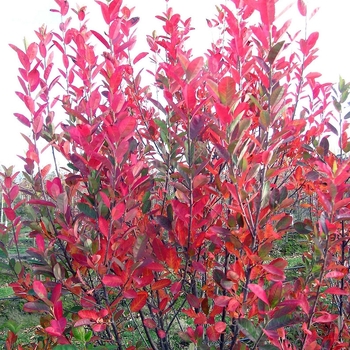 Amelanchier canadensis 'Rainbow Pillar®' Glennform