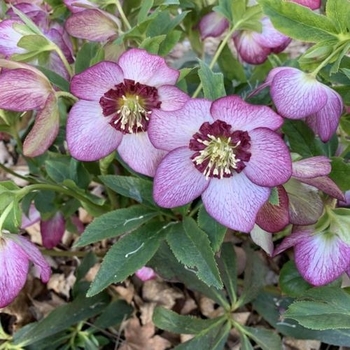 Helleborus 'Cherry Blossom' 